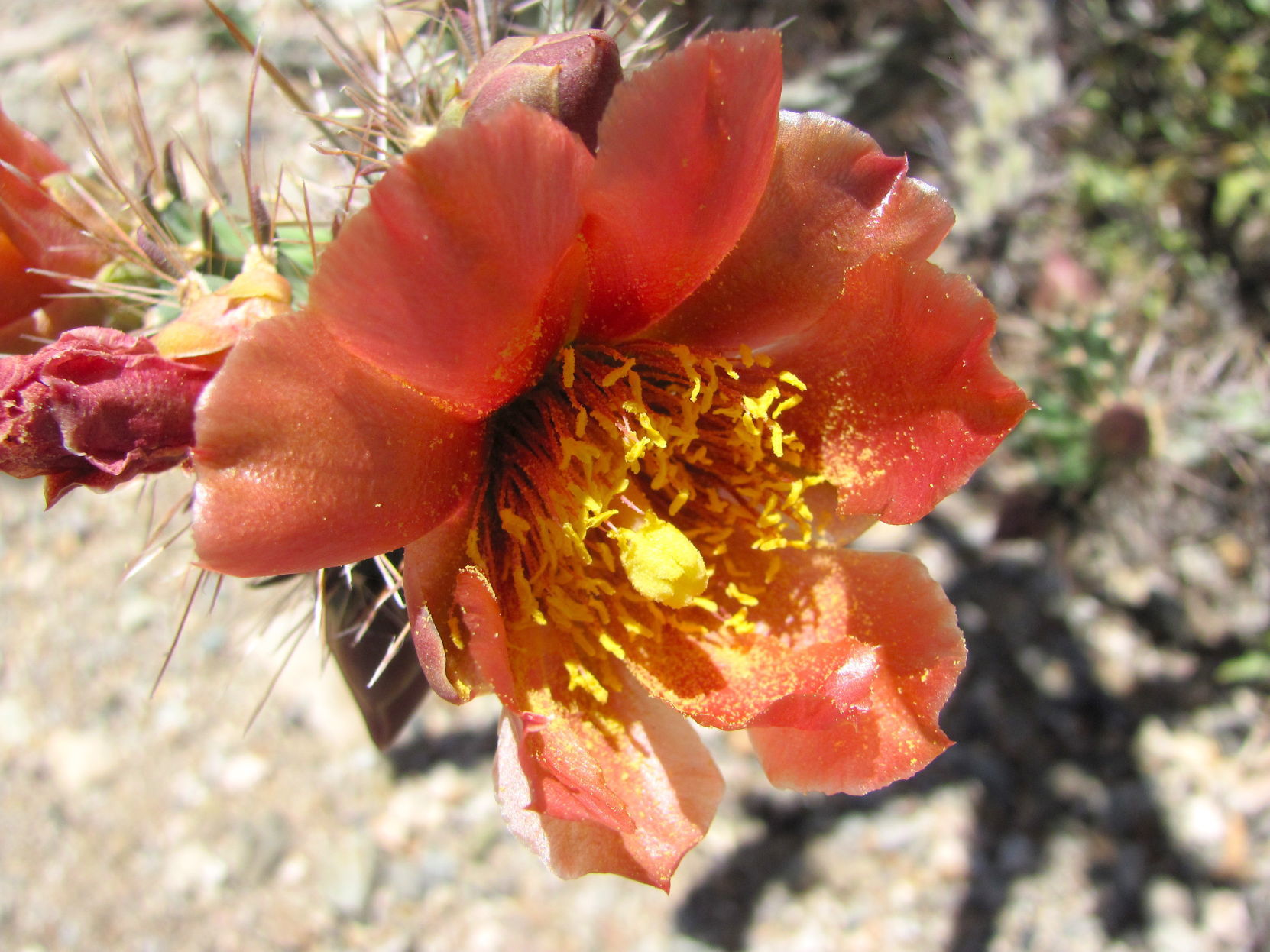 Cholla cactus